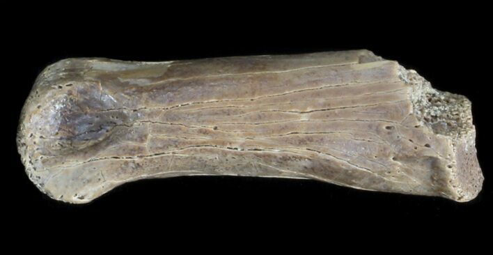 Theropod (Raptor) Toe Bone - North Dakota #41548